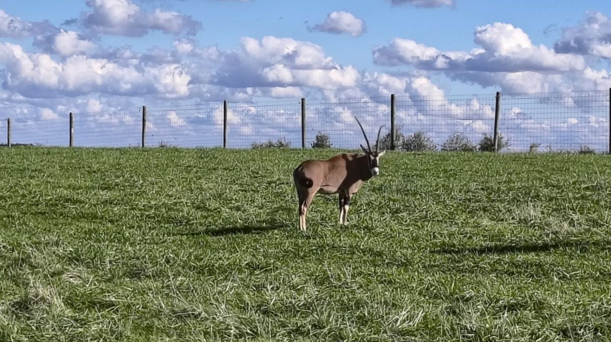 Part 3: The Scapegoat- The Billy in the&nbsp;Bible